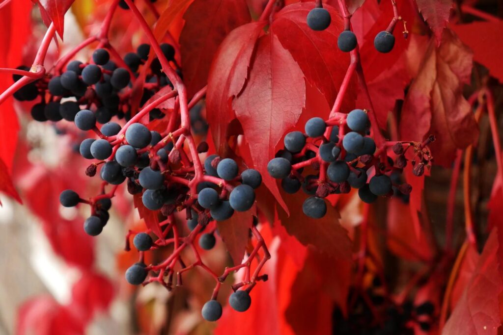 Herbstturnier 2026, Foto 101