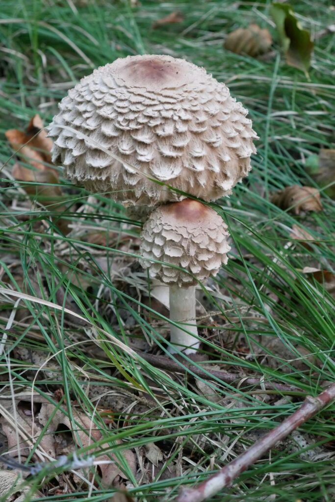 Herbstturnier 2026, Foto 195