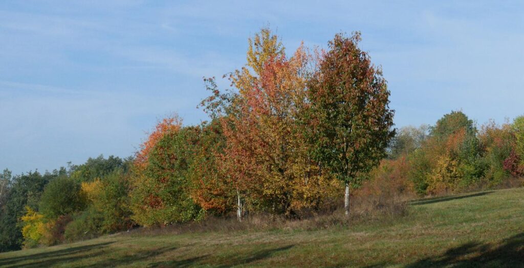 Herbstturnier 2026, Foto 232